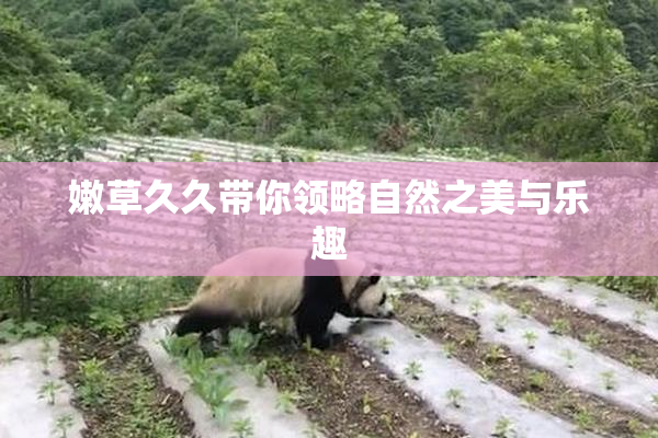 嫩草久久带你领略自然之美与乐趣