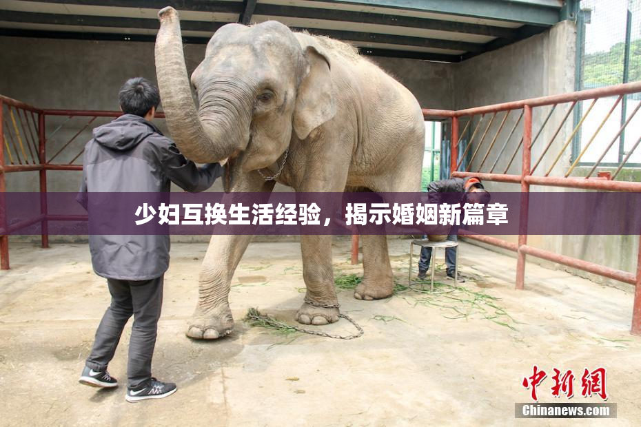 少妇互换生活经验，揭示婚姻新篇章