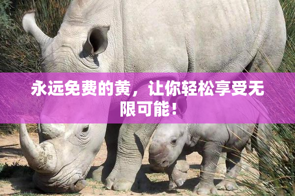 永远免费的黄，让你轻松享受无限可能！