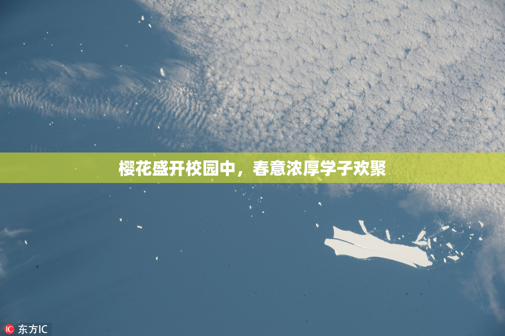 樱花盛开校园中，春意浓厚学子欢聚