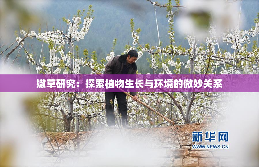 嫩草研究：探索植物生长与环境的微妙关系