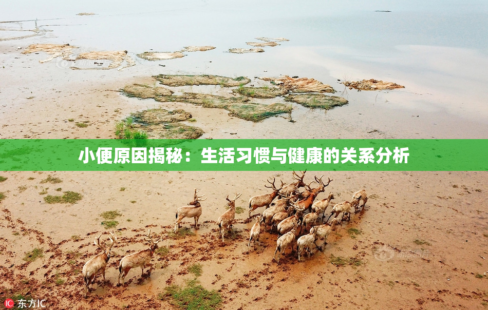 小便原因揭秘：生活习惯与健康的关系分析