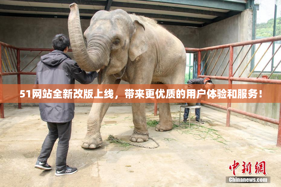 51网站全新改版上线，带来更优质的用户体验和服务！