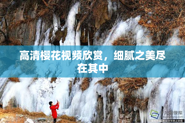 高清樱花视频欣赏，细腻之美尽在其中