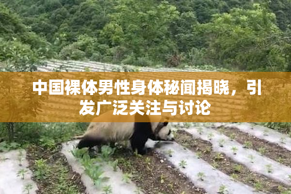 中国裸体男性身体秘闻揭晓，引发广泛关注与讨论