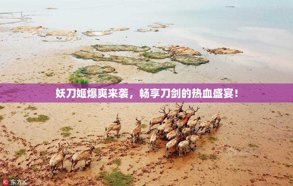 妖刀姬爆爽来袭，畅享刀剑的热血盛宴！
