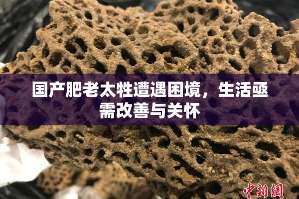 国产肥老太牲遭遇困境，生活亟需改善与关怀