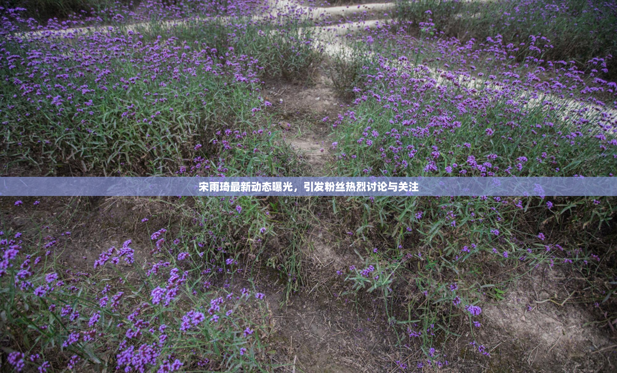 宋雨琦最新动态曝光，引发粉丝热烈讨论与关注