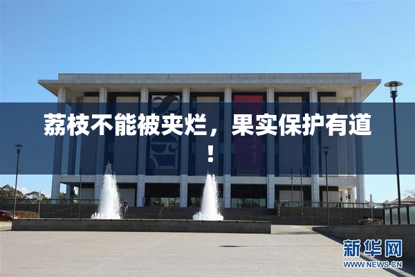荔枝不能被夹烂，果实保护有道！