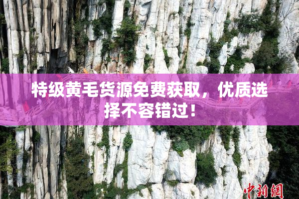 特级黄毛货源免费获取，优质选择不容错过！
