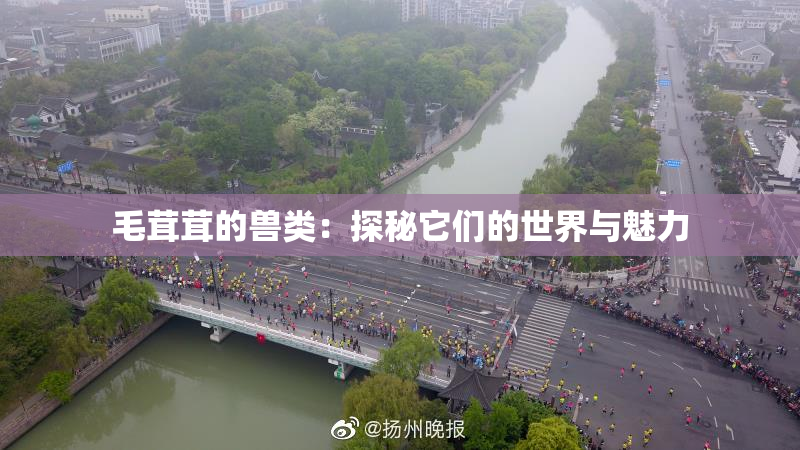 毛茸茸的兽类：探秘它们的世界与魅力