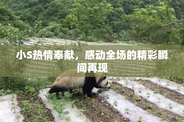 小S热情奉献，感动全场的精彩瞬间再现