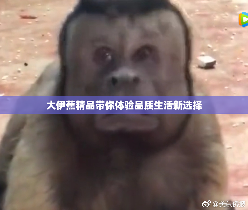 大伊蕉精品带你体验品质生活新选择