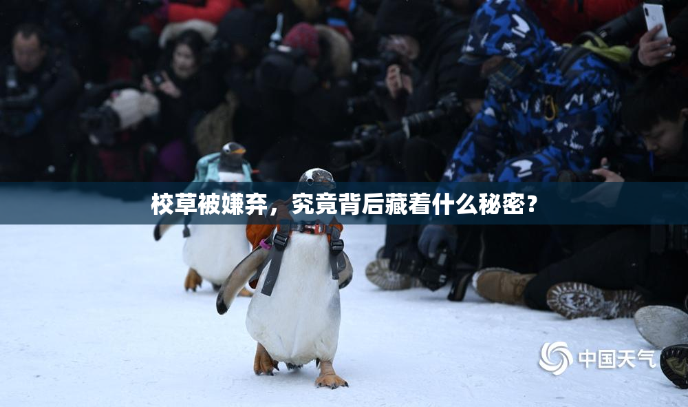 校草被嫌弃，究竟背后藏着什么秘密？
