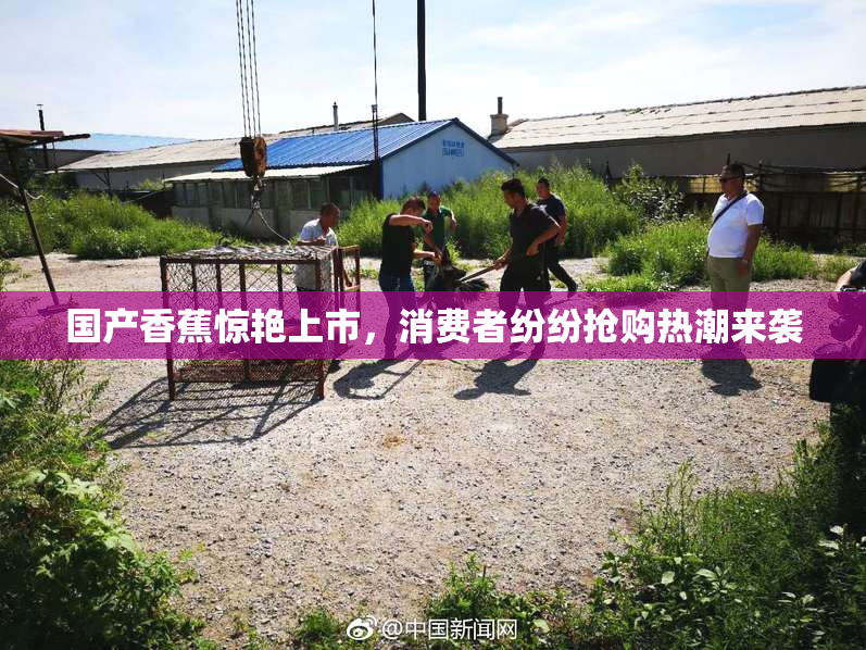 国产香蕉惊艳上市，消费者纷纷抢购热潮来袭