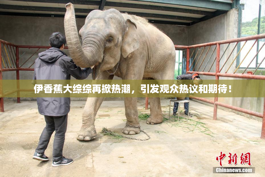 伊香蕉大综综再掀热潮，引发观众热议和期待！