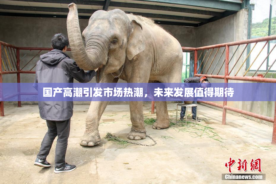 国产高潮引发市场热潮，未来发展值得期待
