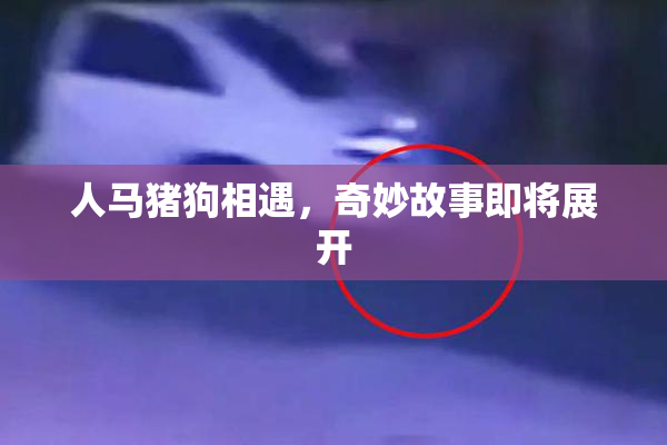 人马猪狗相遇，奇妙故事即将展开