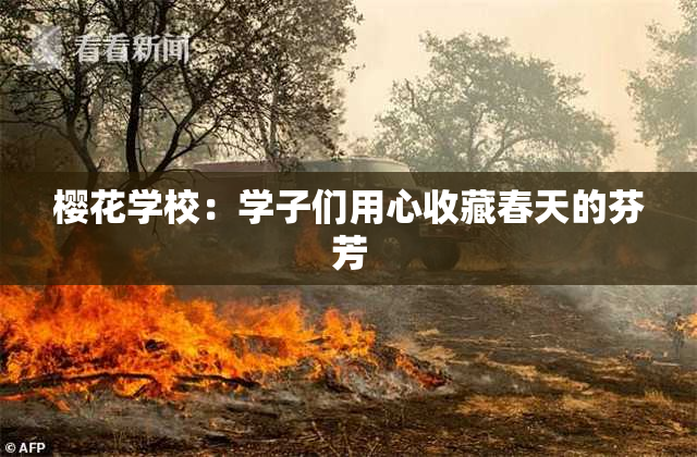 樱花学校：学子们用心收藏春天的芬芳