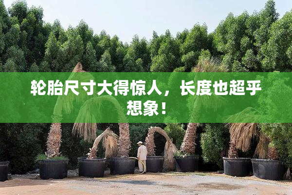 轮胎尺寸大得惊人，长度也超乎想象！
