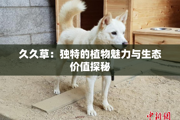 久久草：独特的植物魅力与生态价值探秘