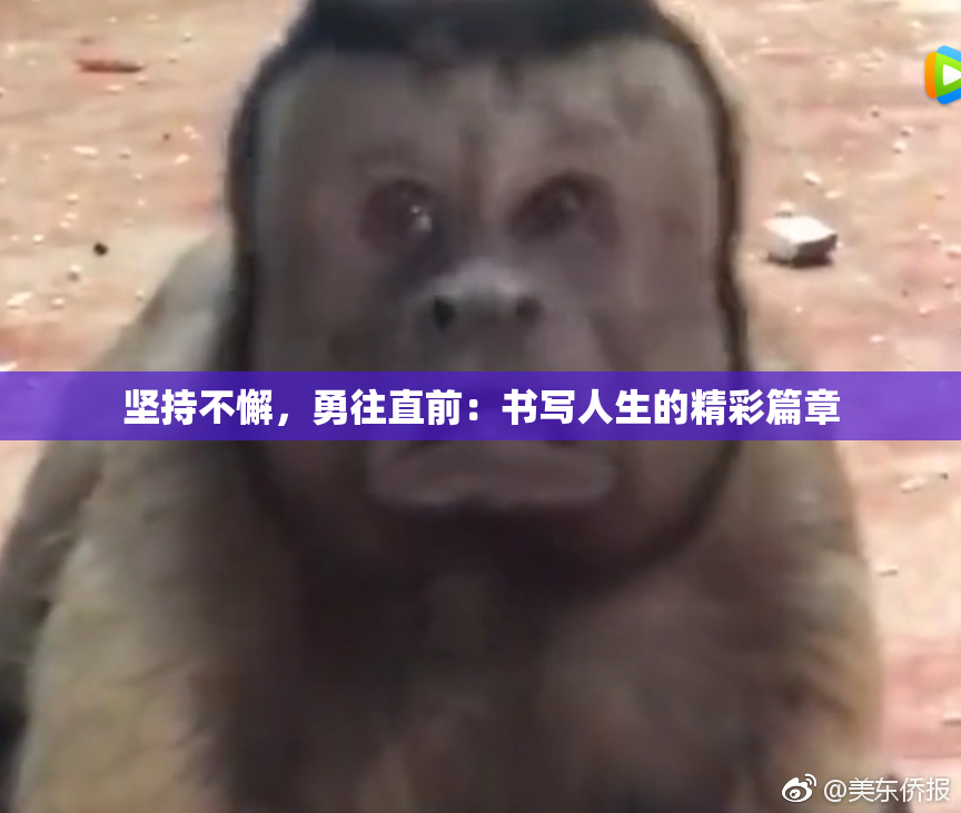 坚持不懈，勇往直前：书写人生的精彩篇章