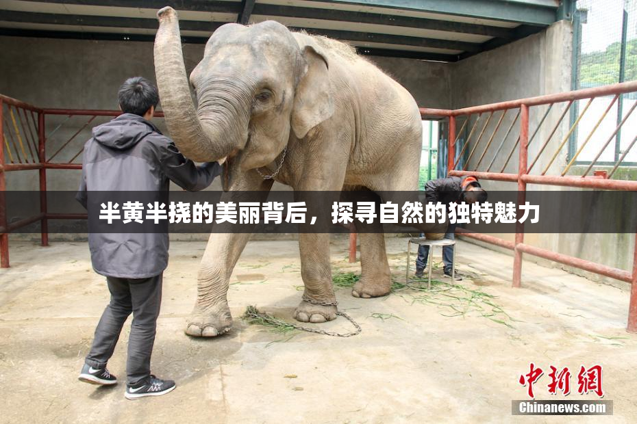 半黄半挠的美丽背后，探寻自然的独特魅力
