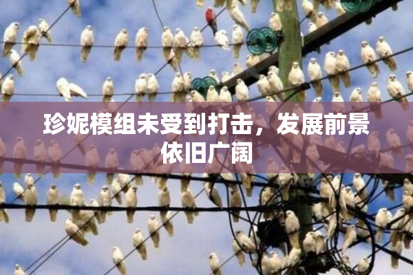 珍妮模组未受到打击，发展前景依旧广阔