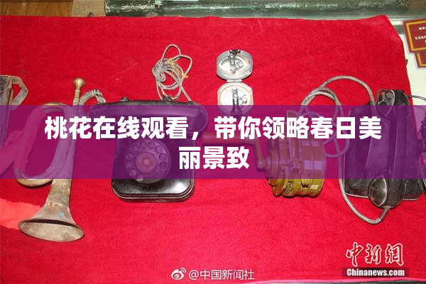 桃花在线观看，带你领略春日美丽景致