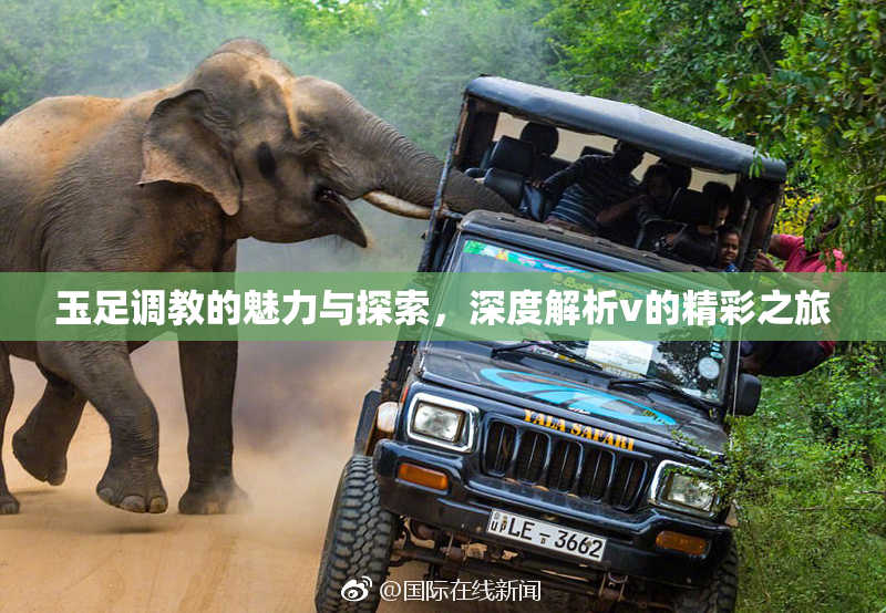 玉足调教的魅力与探索，深度解析v的精彩之旅
