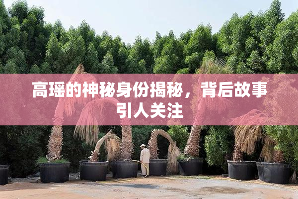 高瑶的神秘身份揭秘，背后故事引人关注