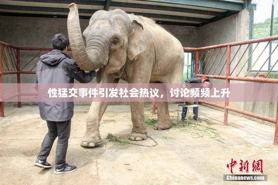 性猛交事件引发社会热议，讨论频频上升