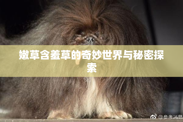 嫩草含羞草的奇妙世界与秘密探索