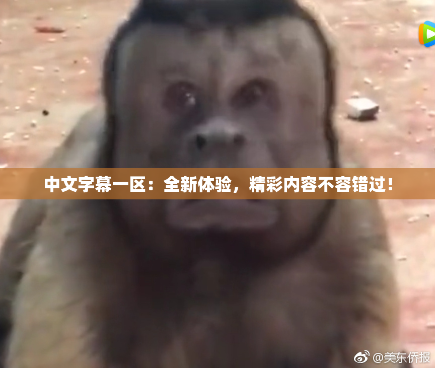 中文字幕一区：全新体验，精彩内容不容错过！