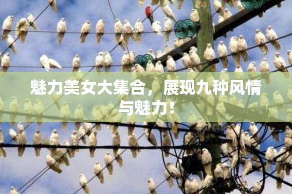 魅力美女大集合，展现九种风情与魅力！