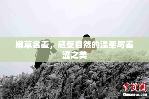 嫩草含羞，感受自然的温柔与羞涩之美