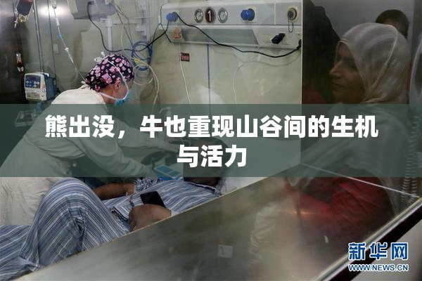熊出没，牛也重现山谷间的生机与活力