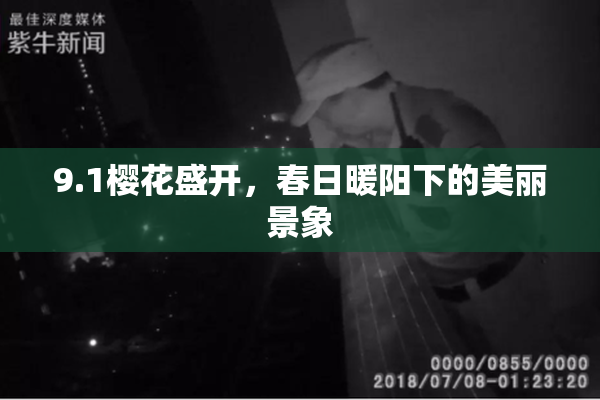 9.1樱花盛开，春日暖阳下的美丽景象