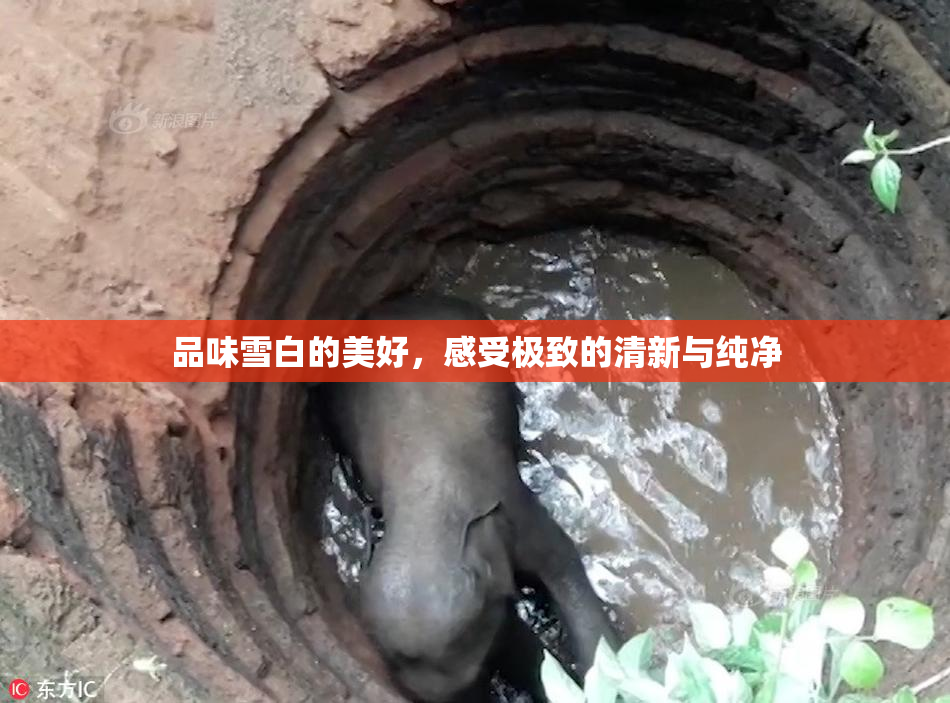 品味雪白的美好，感受极致的清新与纯净