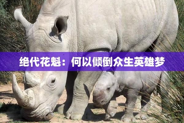绝代花魁：何以倾倒众生英雄梦