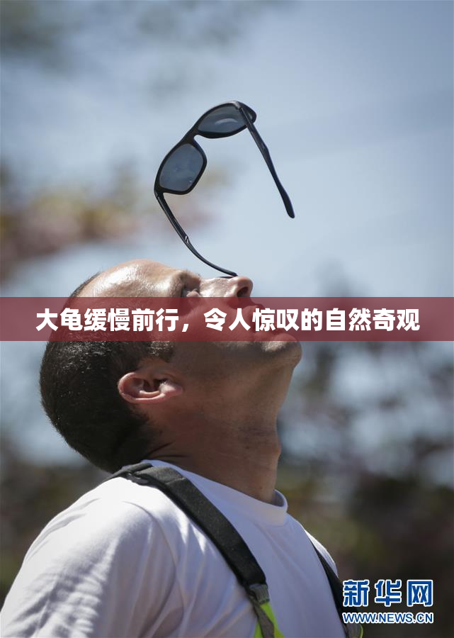 大龟缓慢前行，令人惊叹的自然奇观