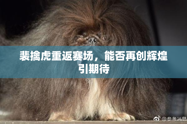裴擒虎重返赛场，能否再创辉煌引期待