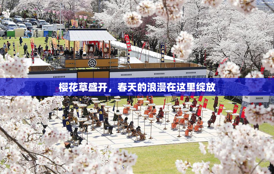 樱花草盛开，春天的浪漫在这里绽放