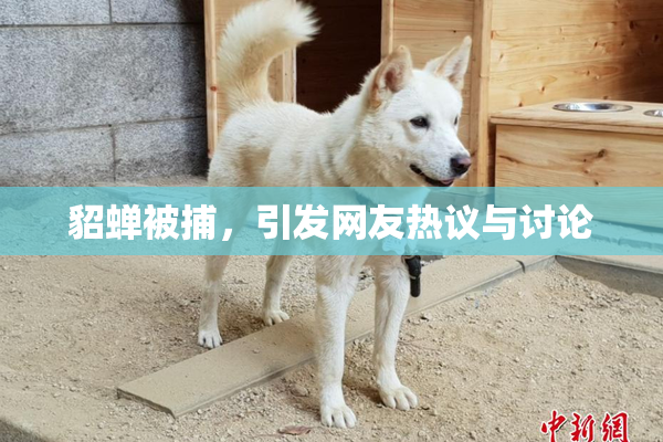 貂蝉被捕，引发网友热议与讨论