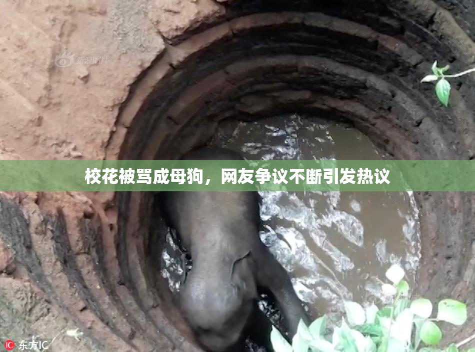 校花被骂成母狗，网友争议不断引发热议