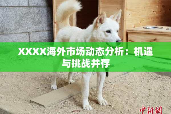 XXXX海外市场动态分析：机遇与挑战并存