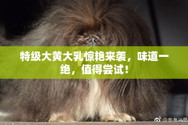 特级大黄大乳惊艳来袭，味道一绝，值得尝试！