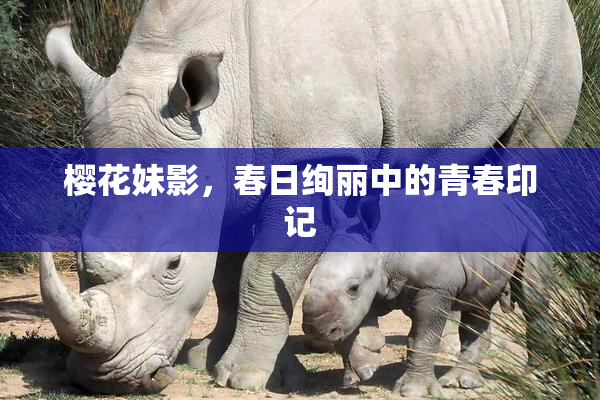 樱花妹影，春日绚丽中的青春印记