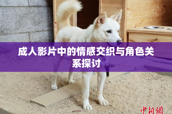 成人影片中的情感交织与角色关系探讨