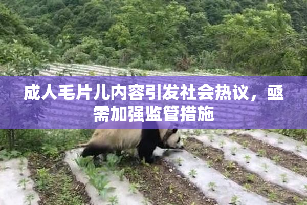 成人毛片儿内容引发社会热议，亟需加强监管措施